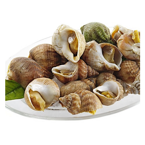 Live Whelk 活螺