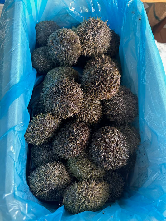 Sea Urchin 海膽