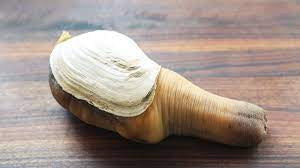 Geoduck 象拔蚌