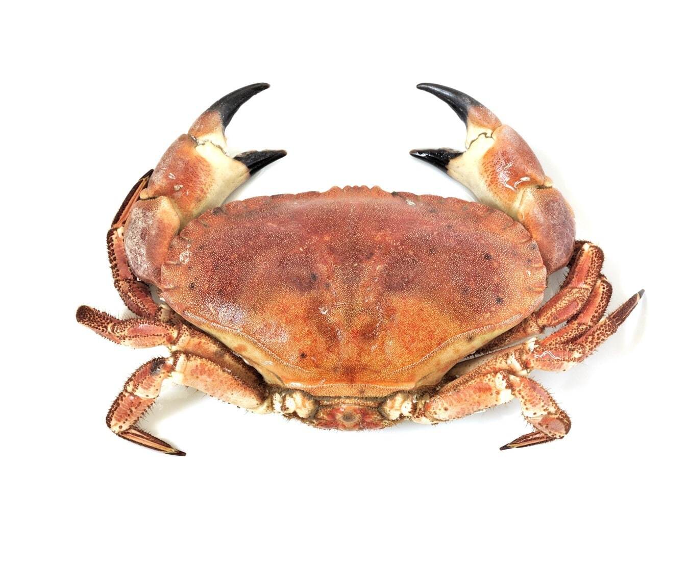 Brown Crab 麵包蟹